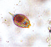 聚邦生物填料挂膜